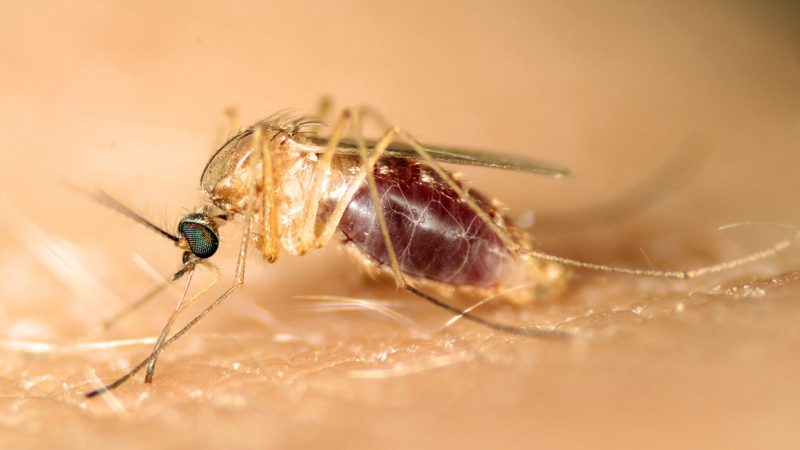 Why Mosquito Treatment Will Be Even More Important in The Future